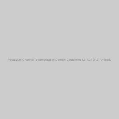 Abbexa - Potassium Channel Tetramerization Domain Containing 12 (KCTD12) Antibody